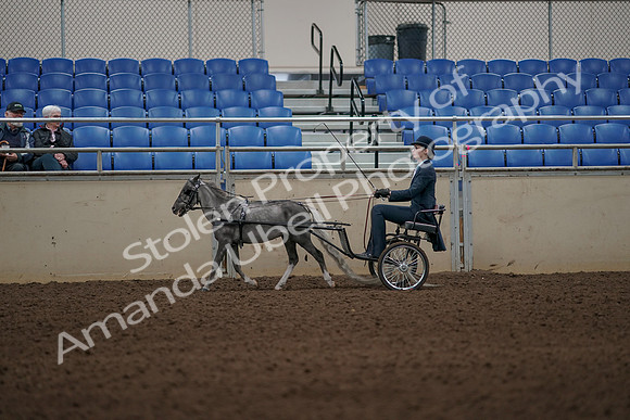 2019 Morgan Horse Show - Aug 31, 2019 - 04374