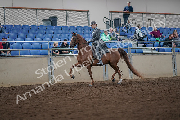 2019 Morgan Horse Show - Aug 30, 2019 - 15445