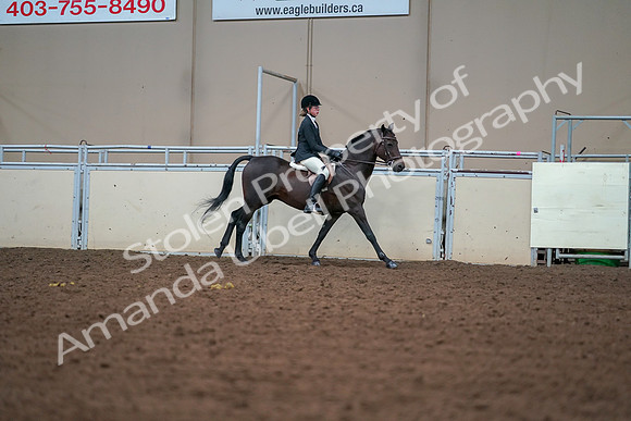 2019 Morgan Horse Show - Aug 30, 2019 - 21072