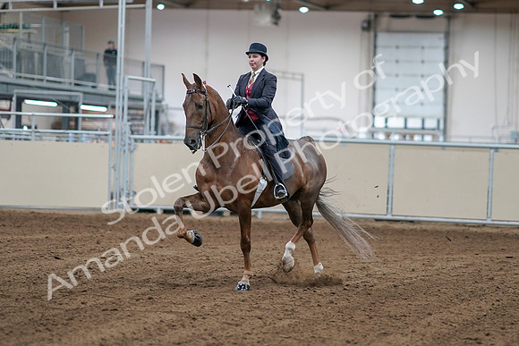 2020 - AB Morgan Horse - Sat, Sept 05 - 06038
