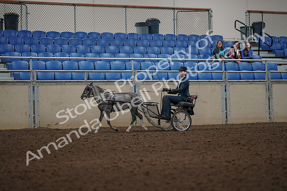 2019 Morgan Horse Show - Aug 31, 2019 - 04355