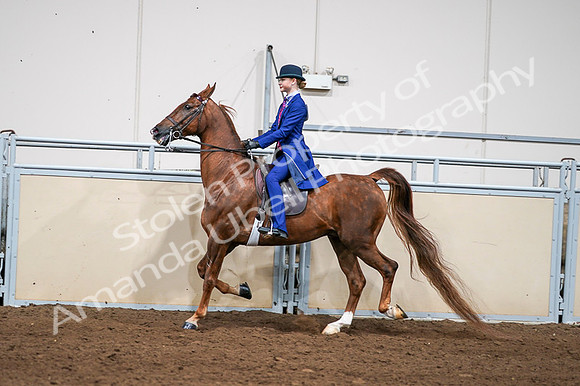 2020 - AB Morgan Horse - Fri, Sept 04 - 04980