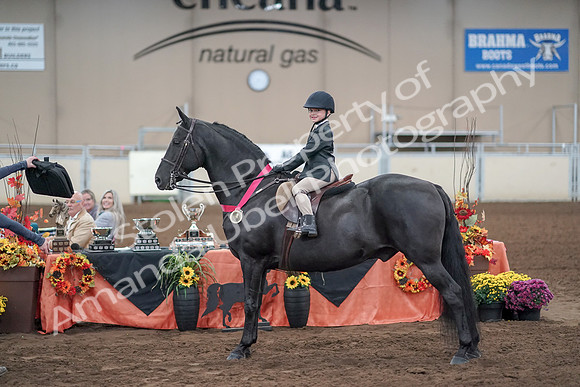 2019 Morgan Horse Show - Aug 31, 2019 - 19772