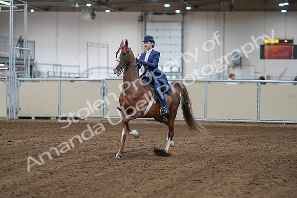 2020 - AB Morgan Horse - Sat, Sept 05 - 06056