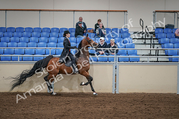 2020 - AB Morgan Horse - Sat, Sept 05 - 06807