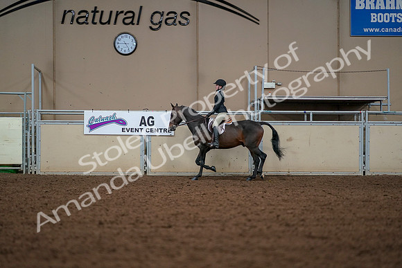 2019 Morgan Horse Show - Aug 30, 2019 - 23238