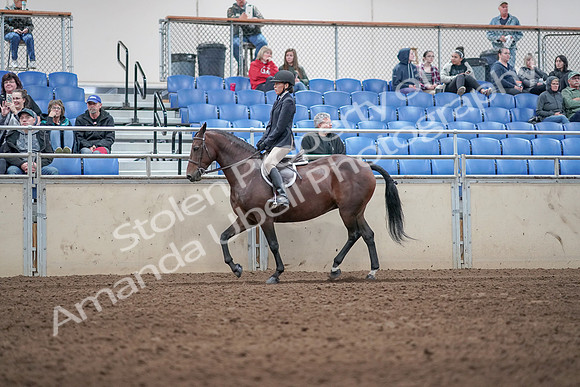 2019 Morgan Horse Show - Aug 31, 2019 - 19533
