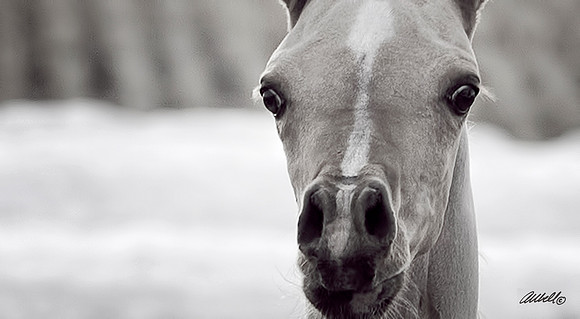 Arabians - 003