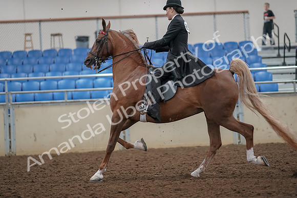 2019 Morgan Horse Show - Aug 30, 2019 - 25097