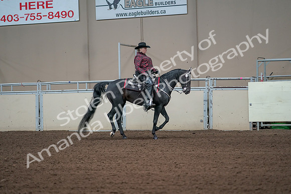 2019 Morgan Horse Show - Aug 31, 2019 - 10715
