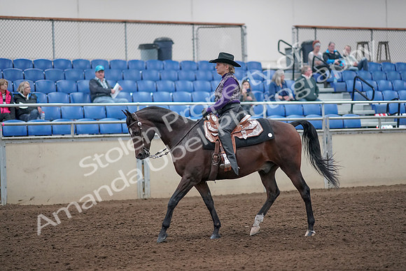 2019 Morgan Horse Show - Aug 31, 2019 - 10549