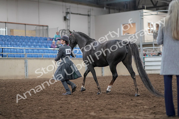 2019 Morgan Horse Show - Aug 31, 2019 - 01960