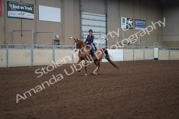 2019 Morgan Horse Show - Sept 01, 2019 - 12099