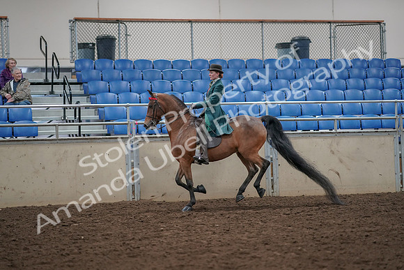 2019 Morgan Horse Show - Aug 30, 2019 - 28037