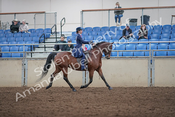 2019 Morgan Horse Show - Aug 31, 2019 - 09577