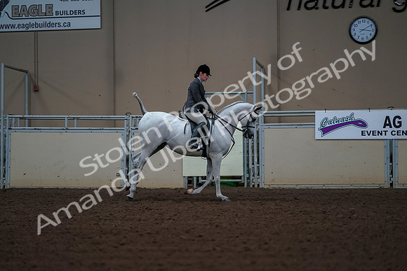 2019 Morgan Horse Show - Aug 30, 2019 - 17628