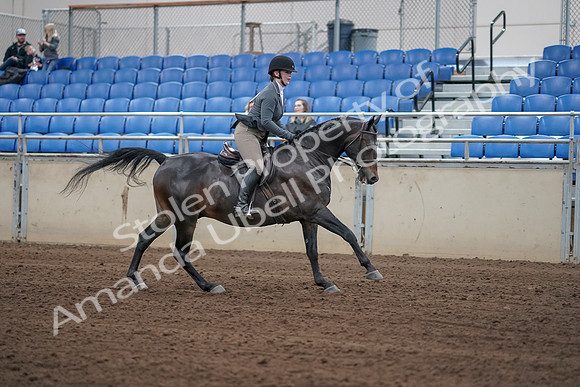 2019 Morgan Horse Show - Sept 01, 2019 - 11132