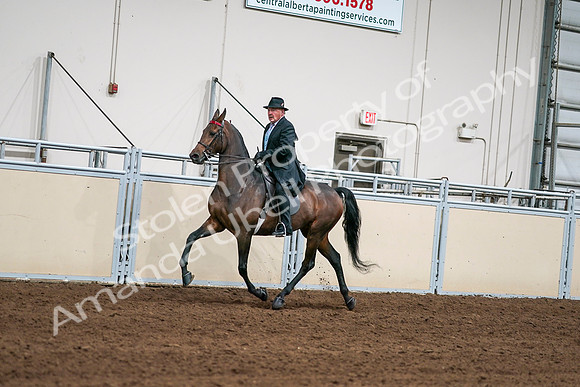 2020 - AB Morgan Horse - Sat, Sept 05 - 08112