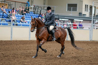2020 - AB Morgan Horse - Sat, Sept 05 - 06862