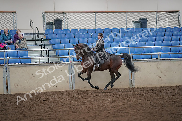 2019 Morgan Horse Show - Aug 30, 2019 - 28015