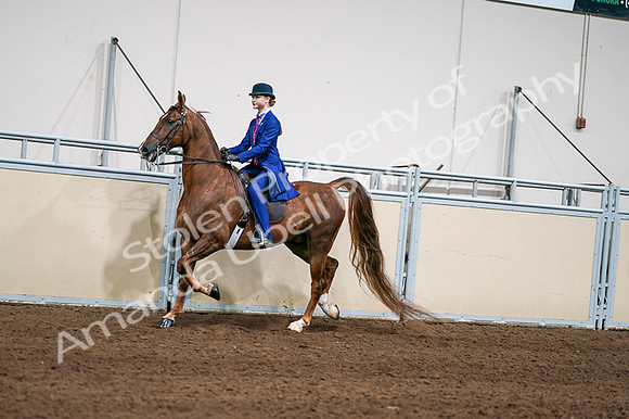 2020 - AB Morgan Horse - Fri, Sept 04 - 04966