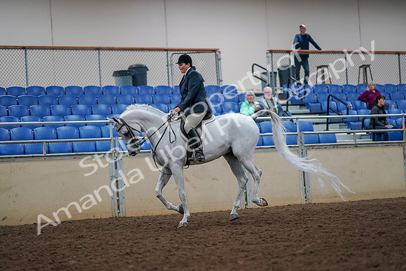 2019 Morgan Horse Show - Aug 30, 2019 - 17402