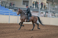 2020 - AB Morgan Horse - Sun, Sept 06 - 00284