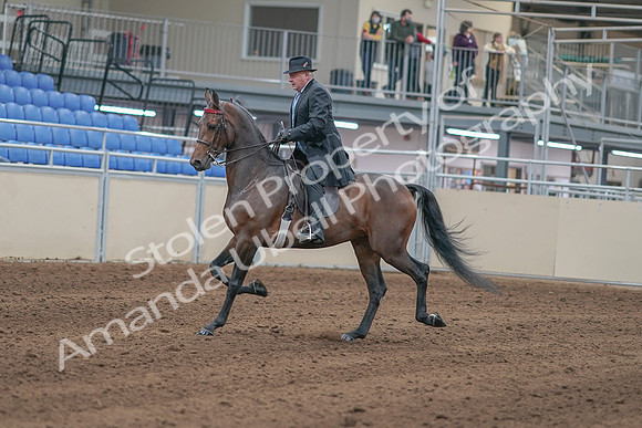 2020 - AB Morgan Horse - Sun, Sept 06 - 00284