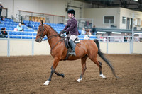 2020 - AB Morgan Horse - Fri, Sept 04 - 02220