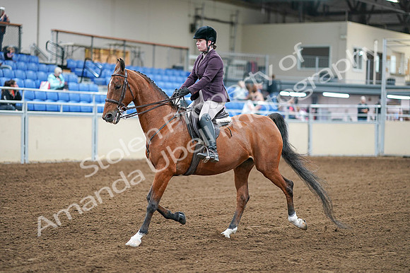 2020 - AB Morgan Horse - Fri, Sept 04 - 02220