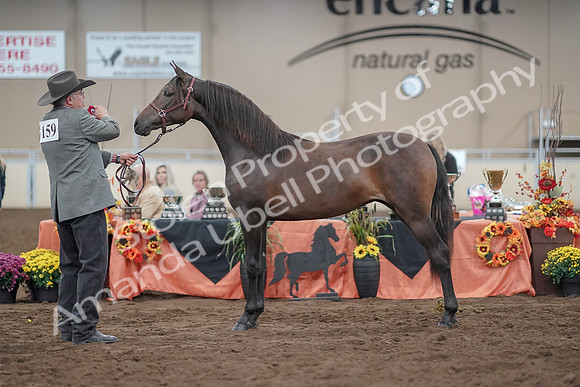 2019 Morgan Horse Show - Aug 31, 2019 - 02890