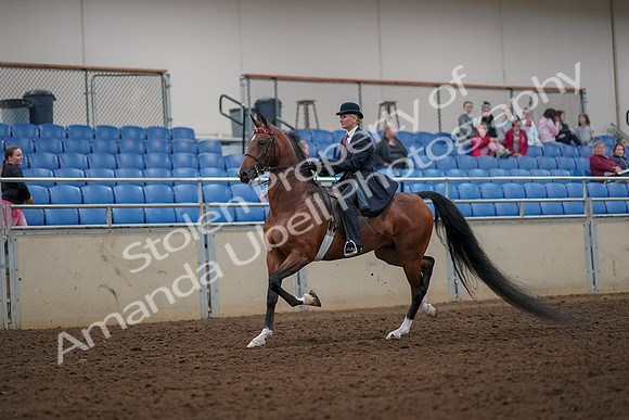 2019 Morgan Horse Show - Aug 30, 2019 - 25070