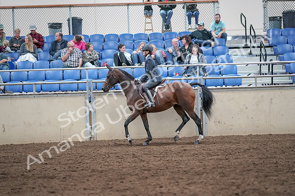 2019 Morgan Horse Show - Aug 31, 2019 - 21377