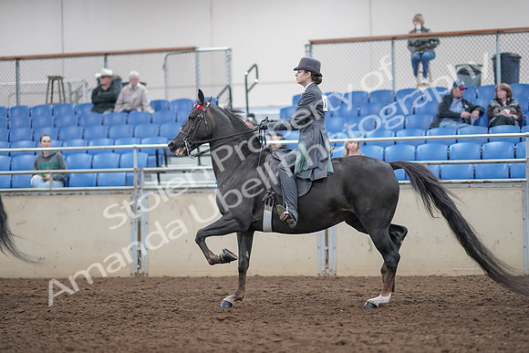 2019 Morgan Horse Show - Aug 31, 2019 - 09397