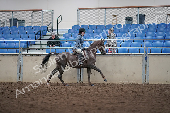 2019 Morgan Horse Show - Aug 31, 2019 - 16767