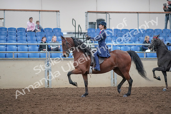2019 Morgan Horse Show - Aug 31, 2019 - 09376