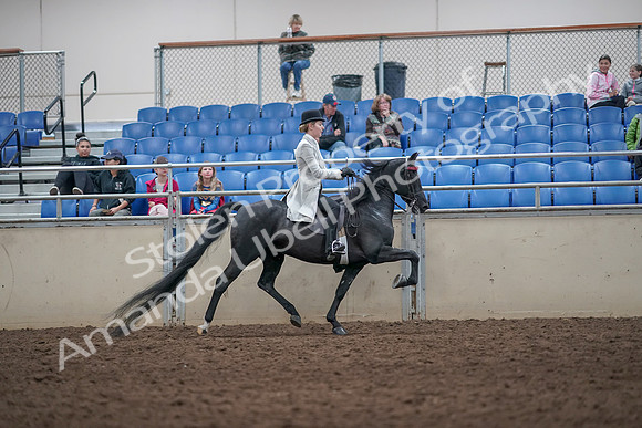 2019 Morgan Horse Show - Aug 31, 2019 - 09630