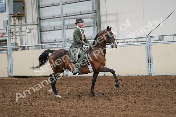 2020 - AB Morgan Horse - Fri, Sept 04 - 03353