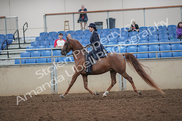 2019 Morgan Horse Show - Aug 30, 2019 - 26784