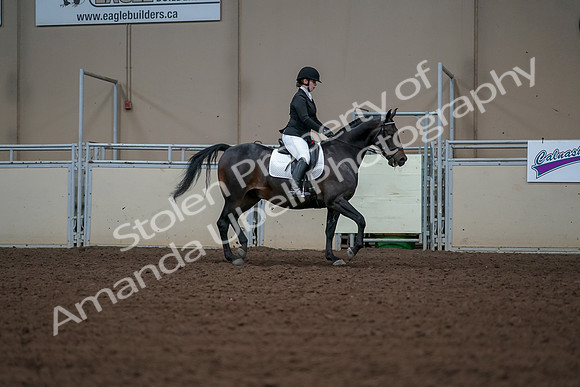 2019 Morgan Horse Show - Aug 30, 2019 - 18533