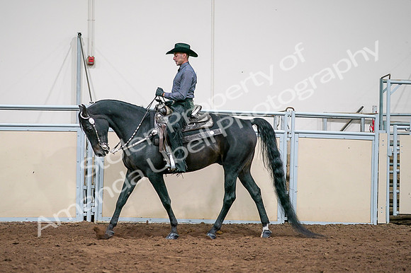 2020 - AB Morgan Horse - Fri, Sept 04 - 08548