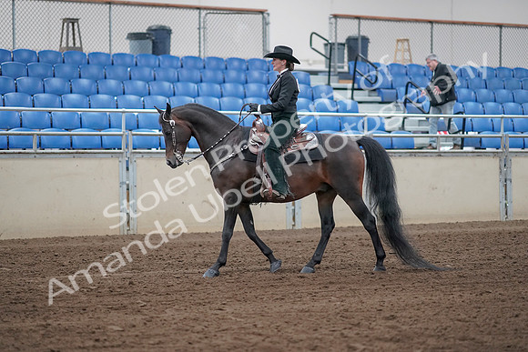 2019 Morgan Horse Show - Sept 01, 2019 - 11193