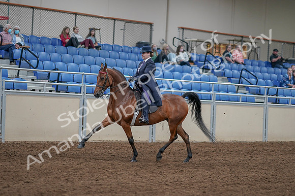 2020 - AB Morgan Horse - Fri, Sept 04 - 11213
