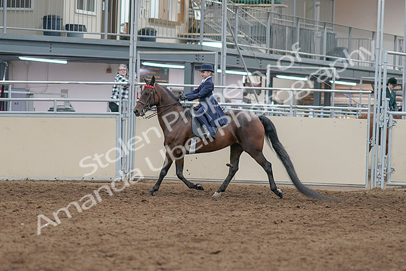 2020 - AB Morgan Horse - Sat, Sept 05 - 04741