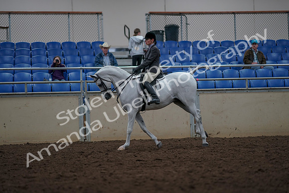 2019 Morgan Horse Show - Aug 31, 2019 - 15020