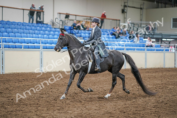 2020 - AB Morgan Horse - Sun, Sept 06 - 08302