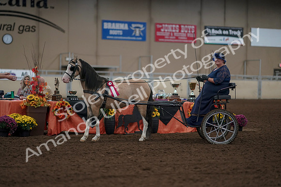2019 Morgan Horse Show - Aug 31, 2019 - 04575