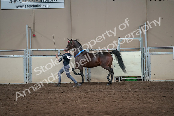 2019 Morgan Horse Show - Aug 31, 2019 - 01438