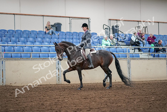 2019 Morgan Horse Show - Aug 30, 2019 - 13875