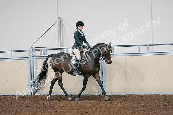 2020 - AB Morgan Horse - Sat, Sept 05 - 14566
